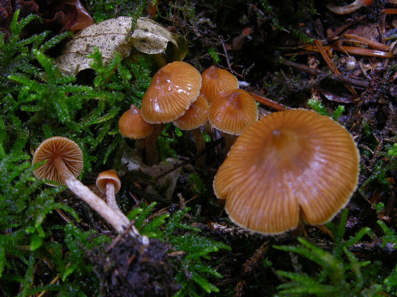 Cortinarius acutus (da confermare)